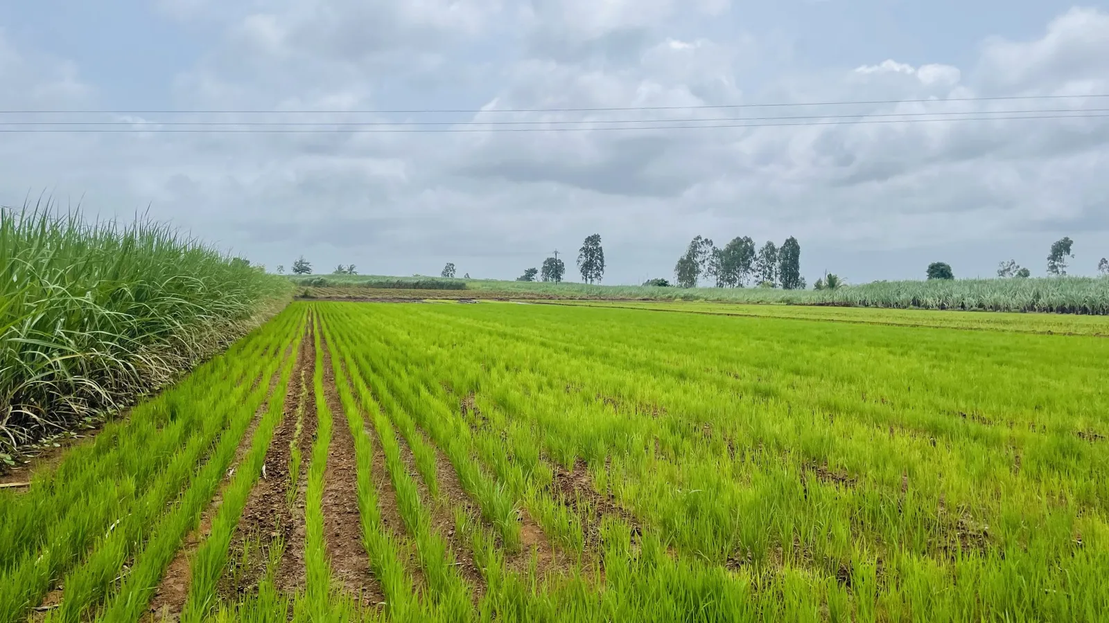 Rows of young rice plants in a prepared paddy field